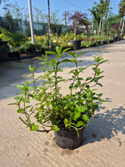Mentă piperată - Mentha × piperita