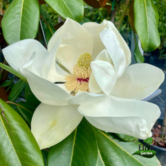 Magnolia grandiflora Galissonniere