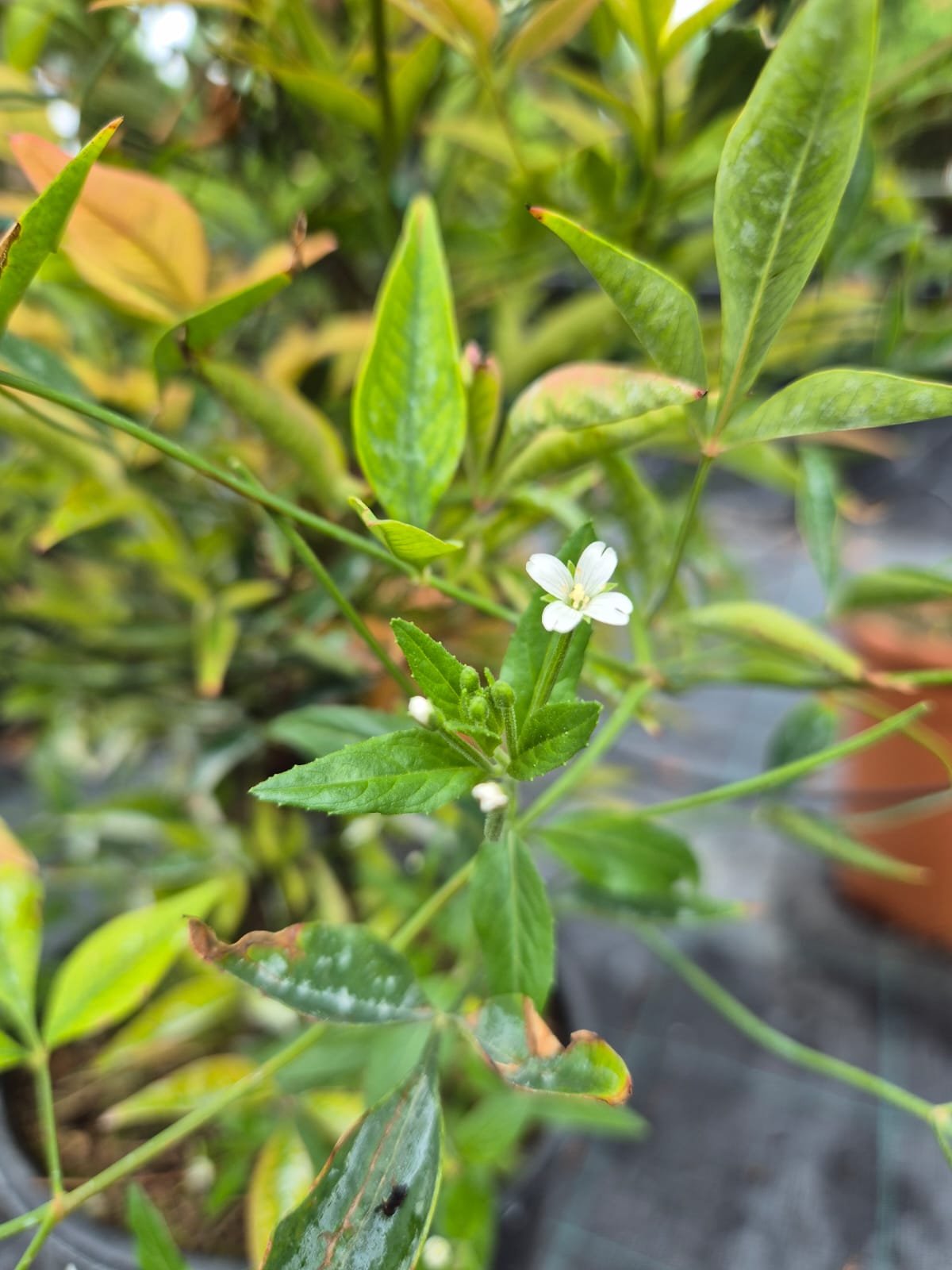 Nandina Domestica