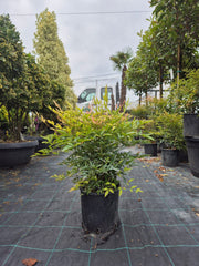 Nandina Domestica