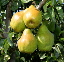 Daciana Straight Leg