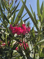 Oleandru - Nerium oleander 'Claudia'