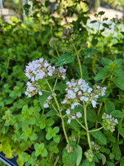 Oregano - Origanum vulgare