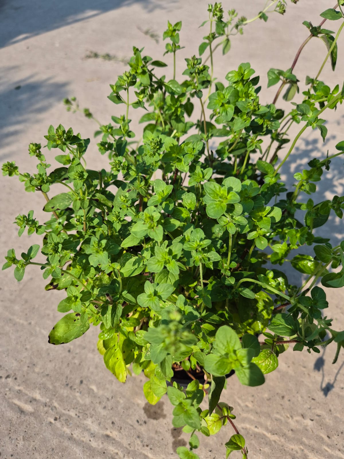 Oregano - Origanum vulgare
