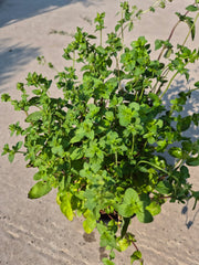 Oregano - Origanum vulgare