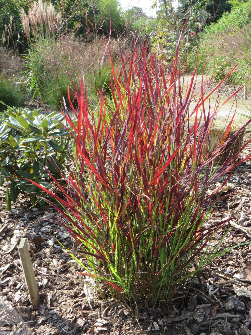 Panicum Virgatum Sangria, Ghiveci 3L, h 80-100cm