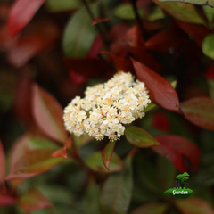 Photinia Fraseri Red Robin