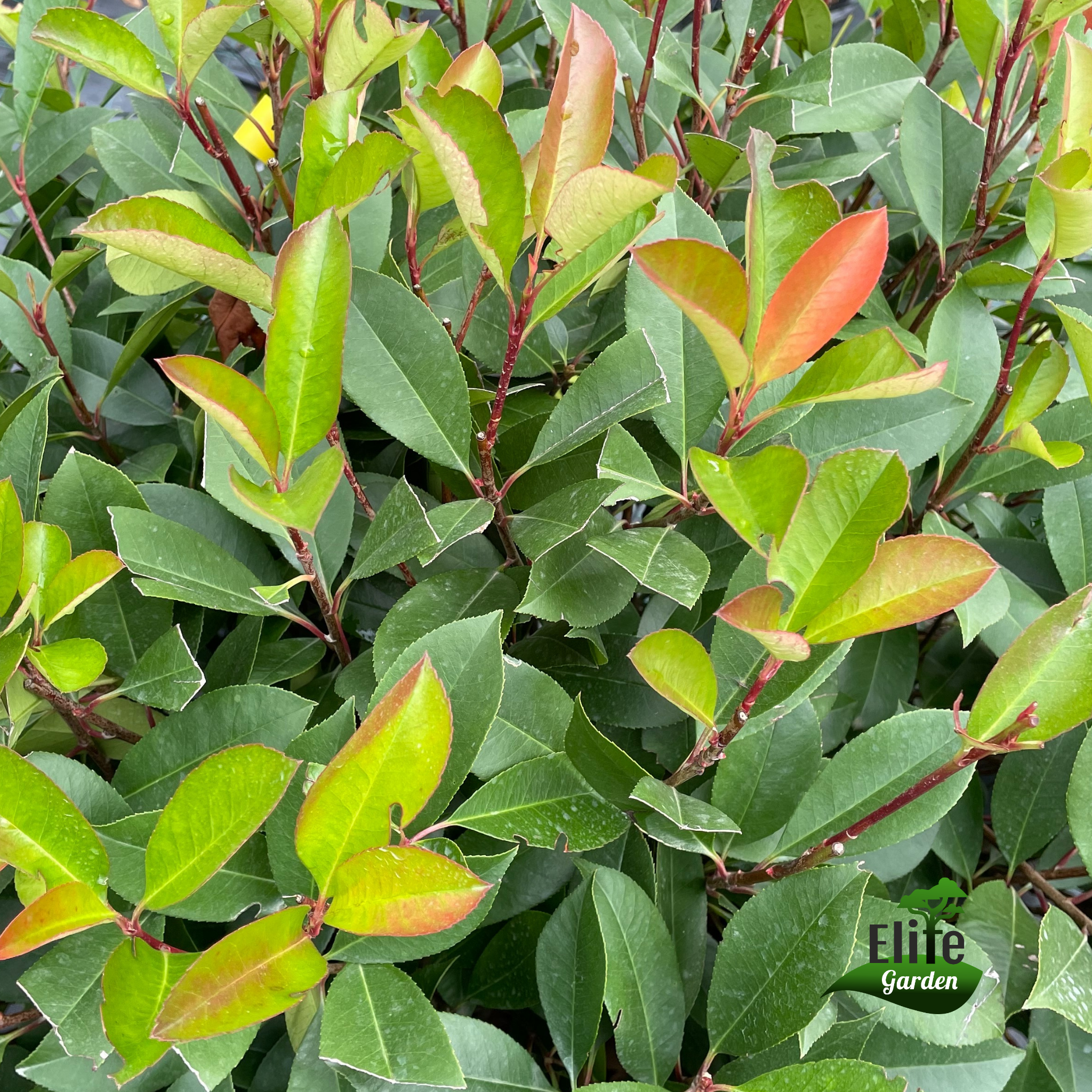 Photinia Fraseri Red Robin