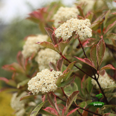 Photinia fraserii Pink Marble