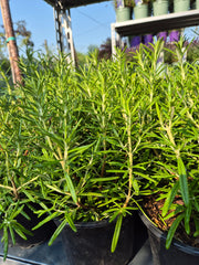 Rozmarin - Rosmarinus officinalis