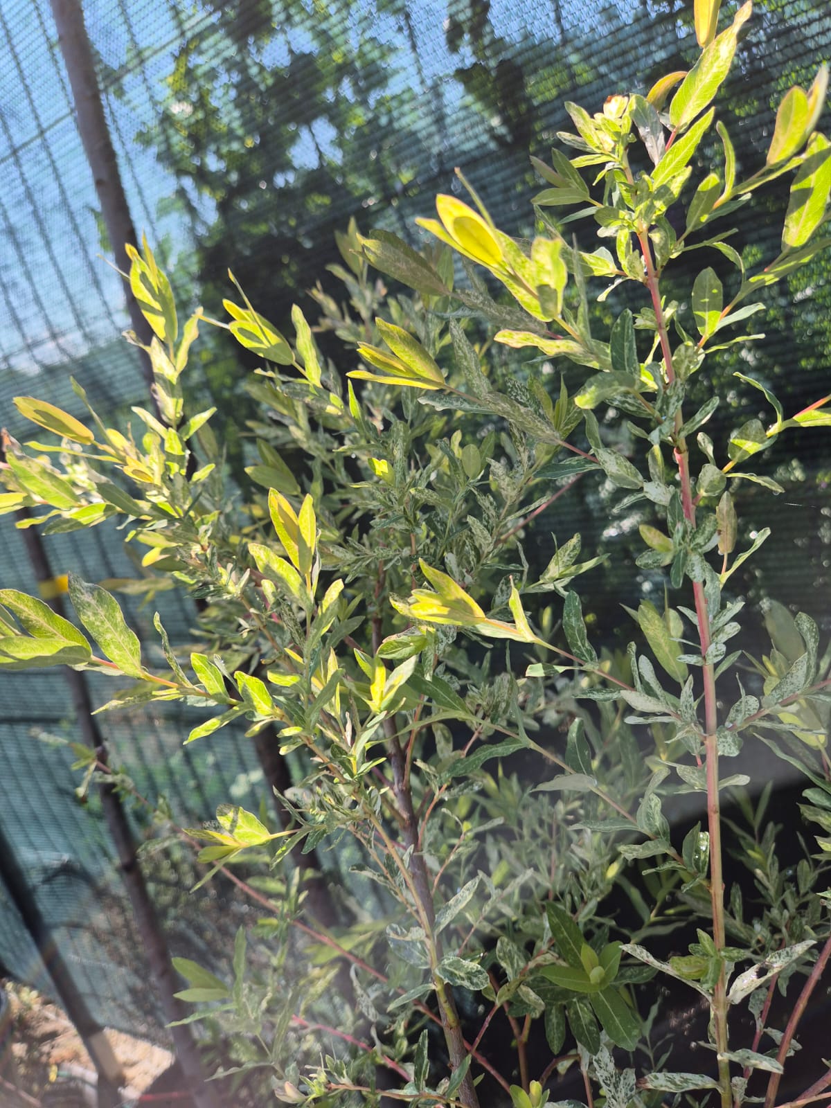 Salcie Japoneza - Salix 'Hakuro Nishiki'