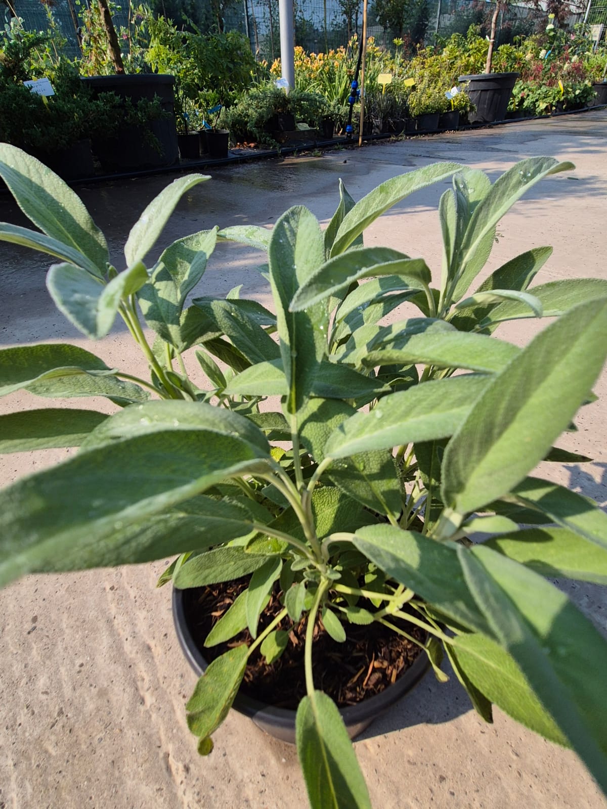 Salvie - Salvia officinalis
