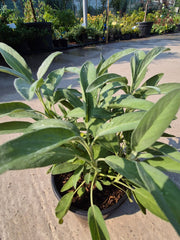 Salvie - Salvia officinalis