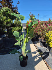 Strelitzia Nicolai ( Pasărea Paradisului )