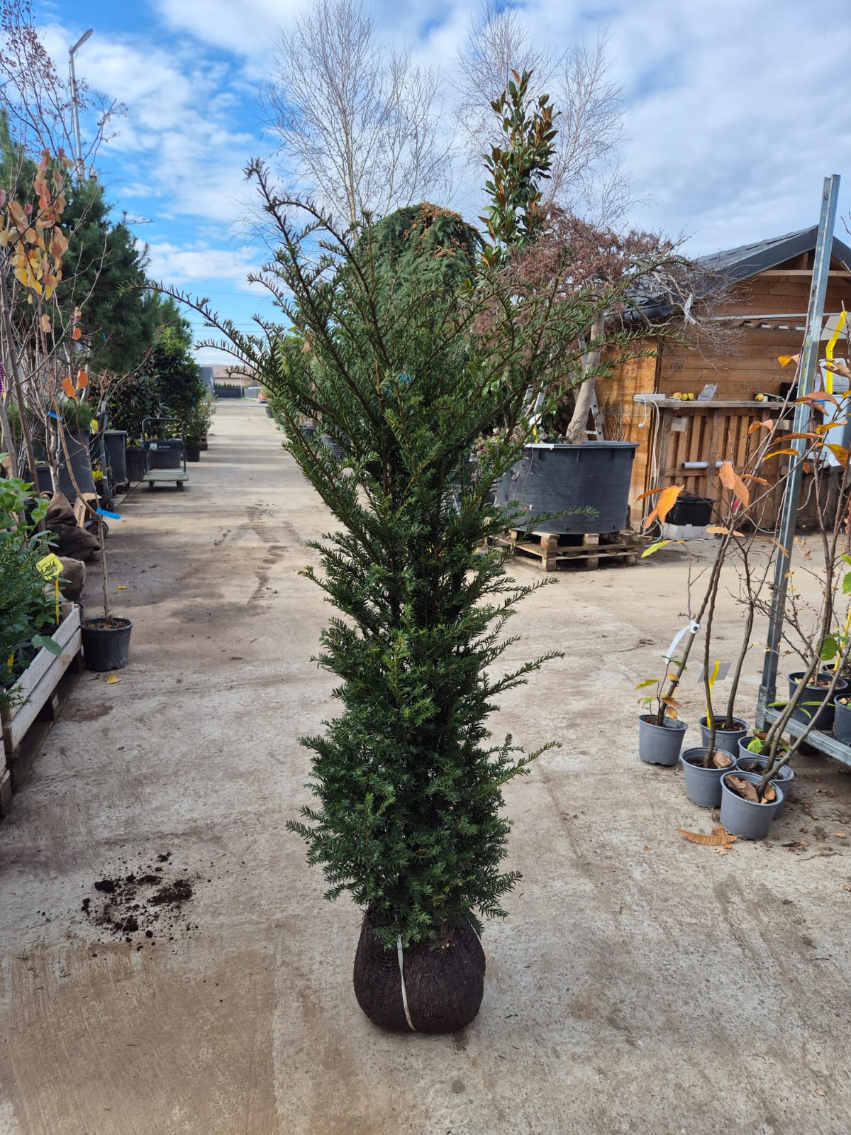 Taxus Baccata H100-120 cm (balot)