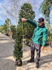 Taxus Baccata H100-120 cm (balot)