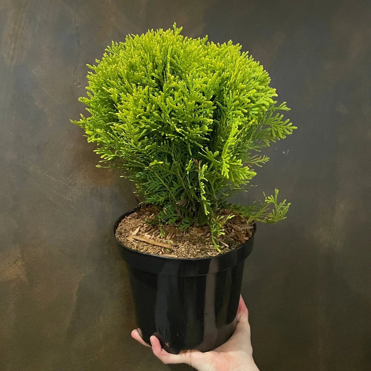 Tuia Globulara - Thuja occidentalis "Mirjam", Ghiveci 3L, h 30-40cm