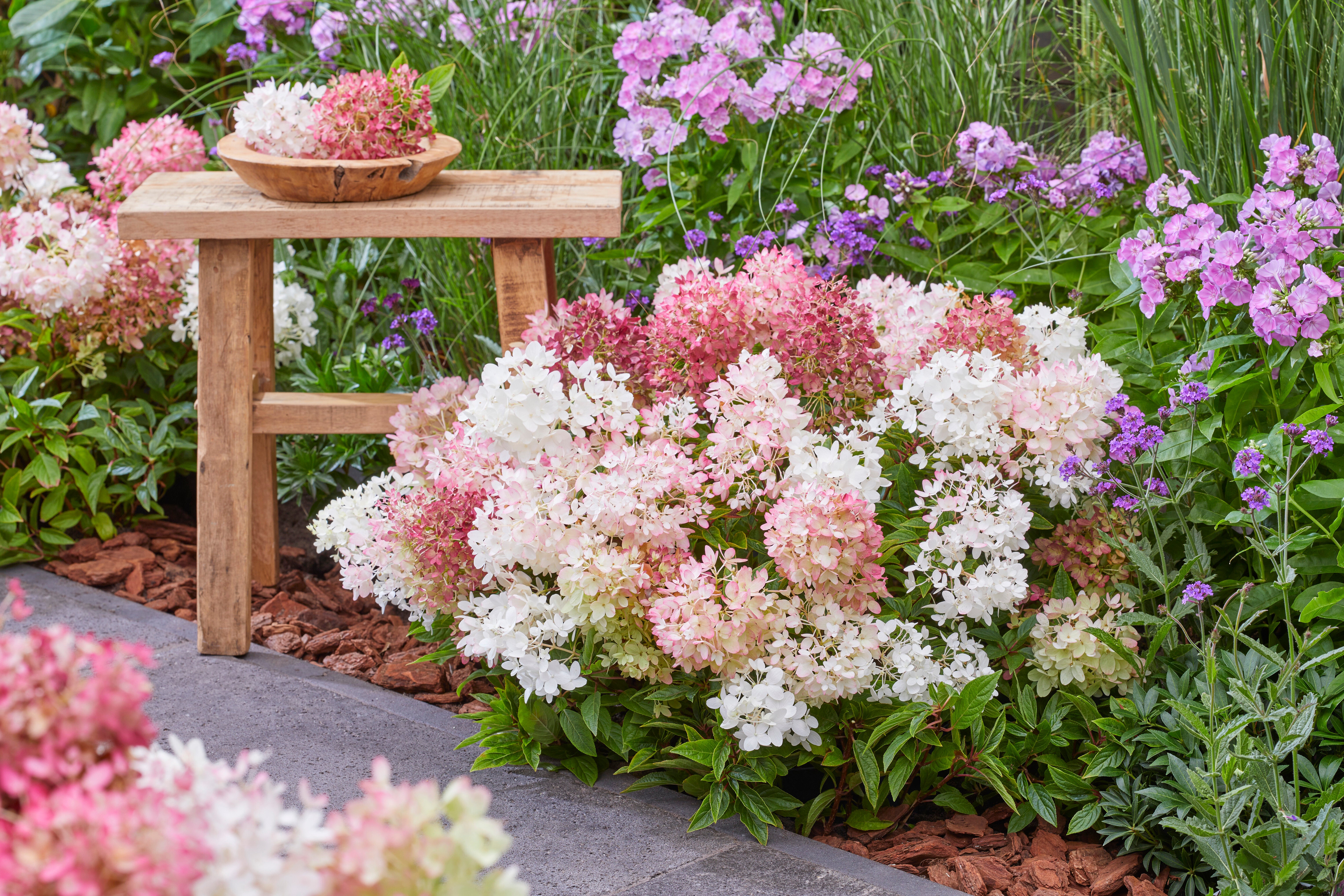 Hydrangea Groundbreaker® BlushTM