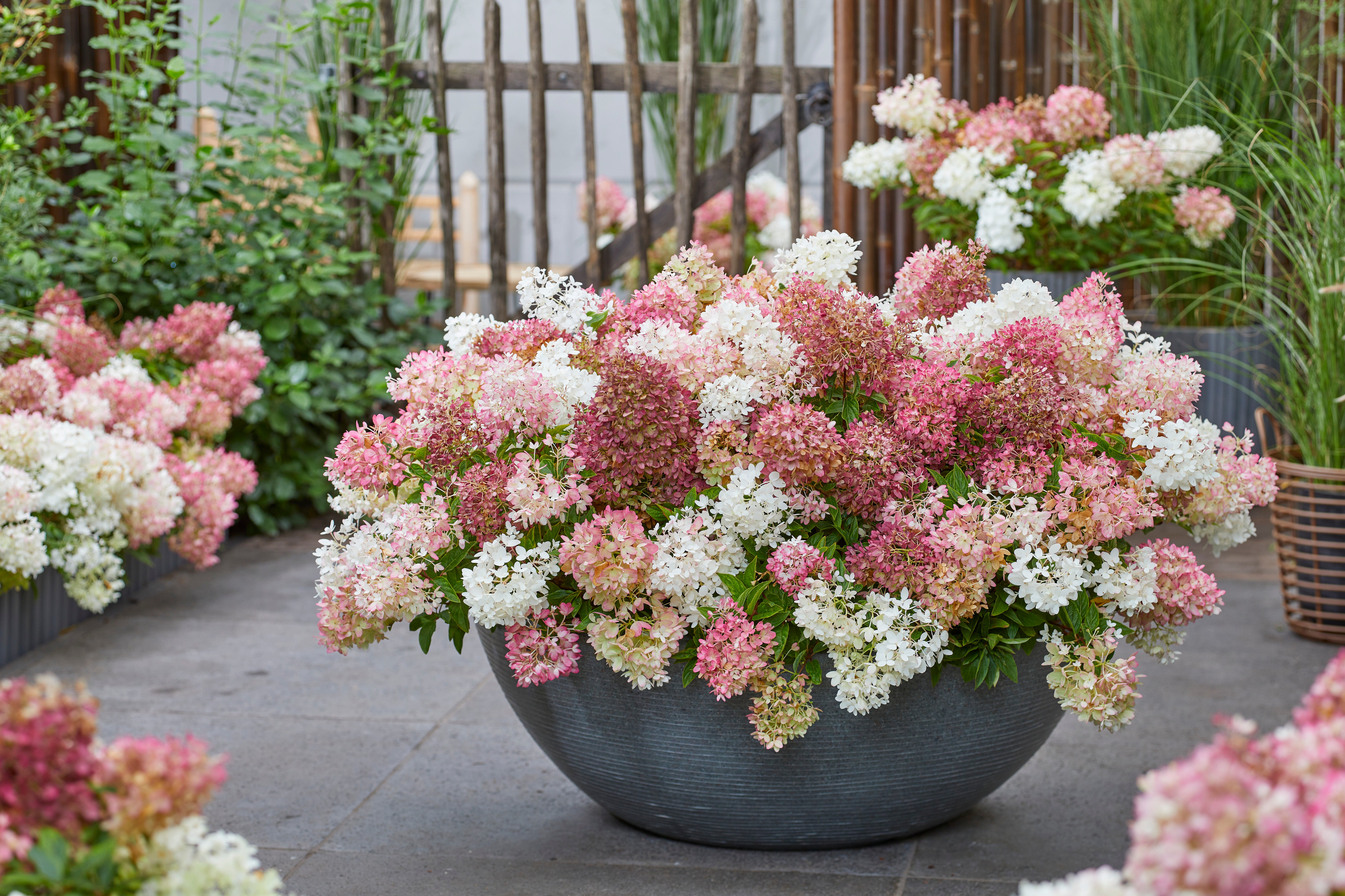 Hydrangea Groundbreaker® BlushTM