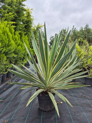 Yucca Gloriosa Variegata